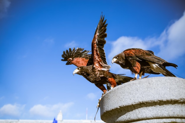 Avianca’s Expanded Flight Network Adds 39 Weekly Services Linking U.S. and Latin American Cities