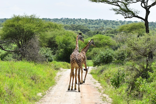 The Ultimate Guide to Things to Do in Kenya