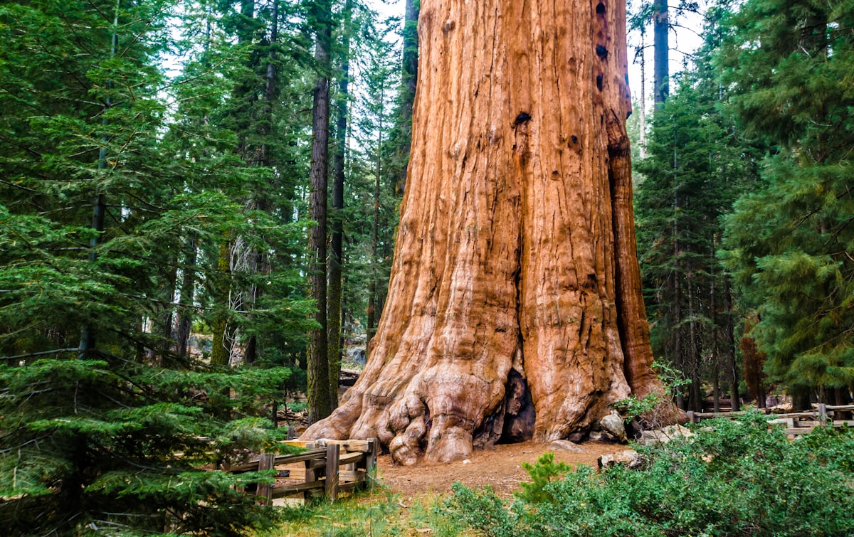 The Best Time to Visit Sequoia National Park