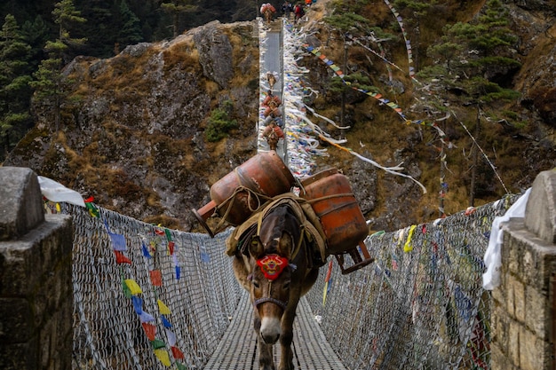 Bhutan's Unique Gelephu Airport Design Featured at Venice Architecture Biennale