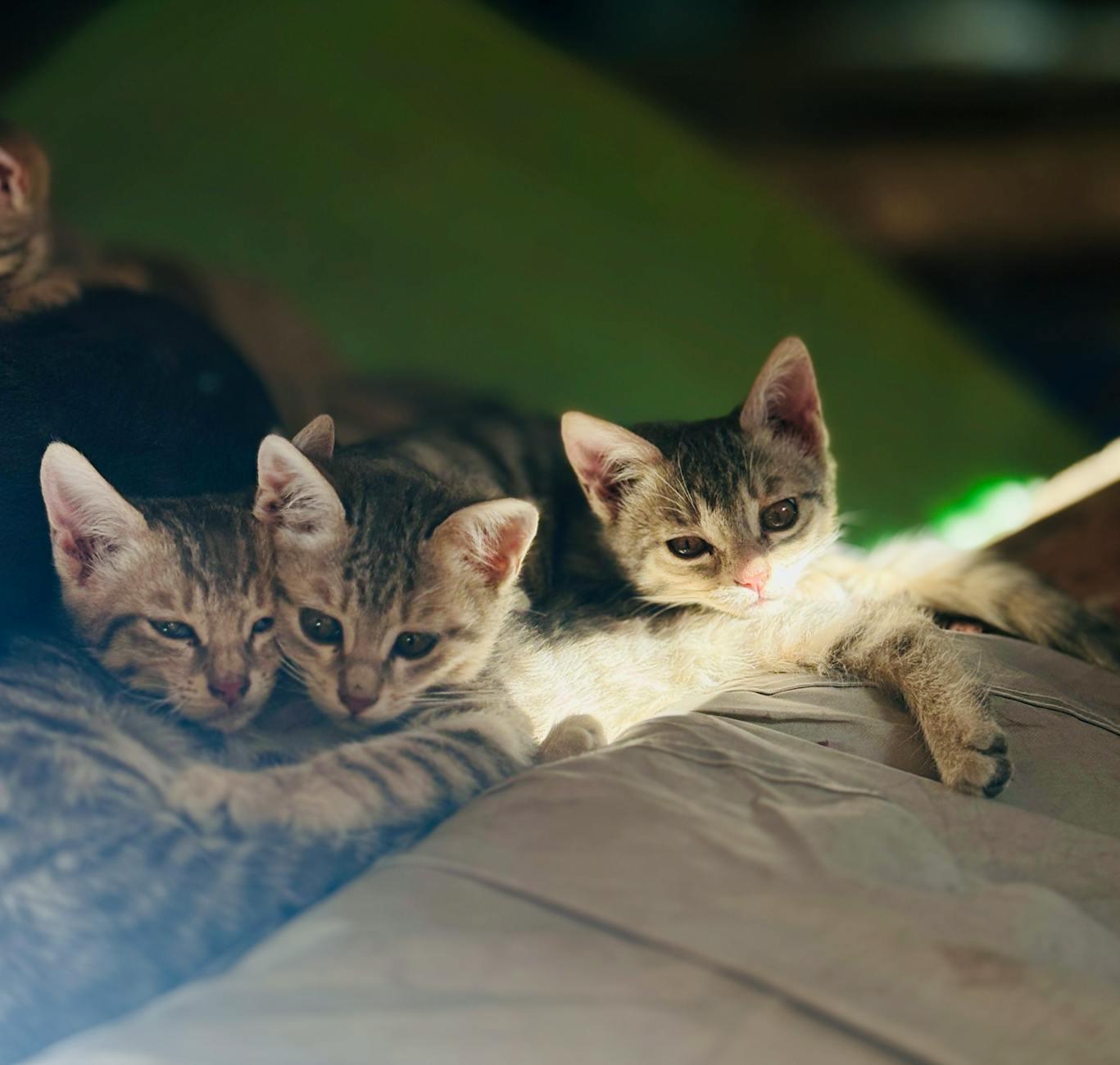 Rainbow Kitten Surprise: В центре внимания Bonnaroo и путеводитель для путешественников