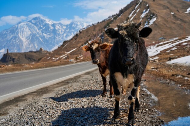 Buffalo Traffic Jam: what to know for their Bonnaroo Saturday set and getting there