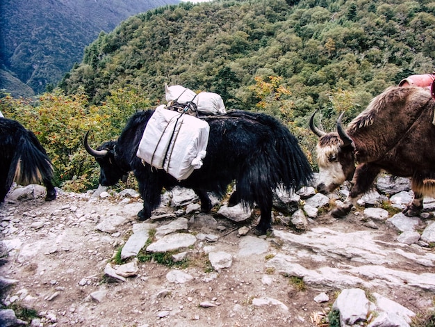 Top Things to Do in Buffalo Today