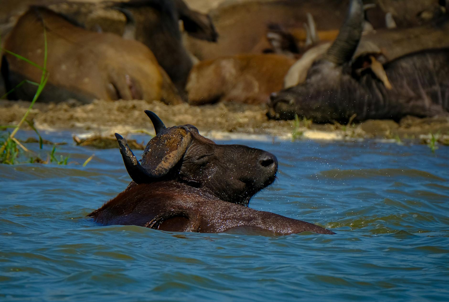 Top Things to Do in Buffalo Today