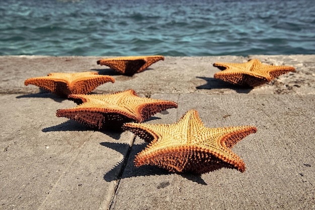 How W Maldives’ SEA OF STARS Project Is Pioneering Coral Reef Restoration in the Maldives
