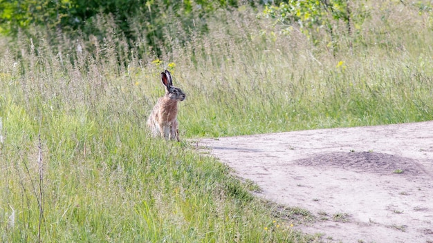Discover the New Wallaby Walkabout and Butterfly House at the Creation Zoo