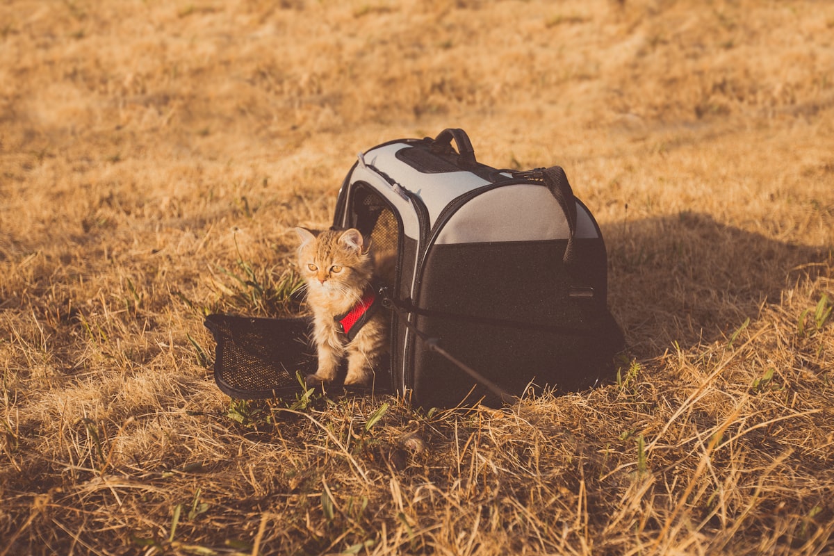 Essential Considerations for Traveling with Your Dog