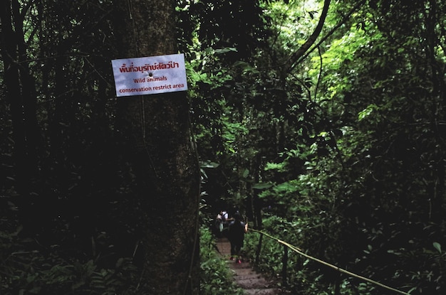 Відкриття таємного тропічного лісу в Девоні, майже невідомого туристам