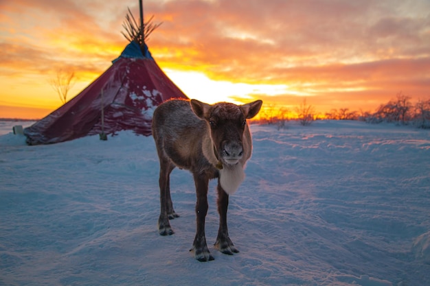Feledhetetlen dolgok, amiket Észak-Karolinában, Cserokiban lehet csinálni