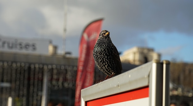 A 2025 Falcon Auction in Riyadh Captivates Global Visitors