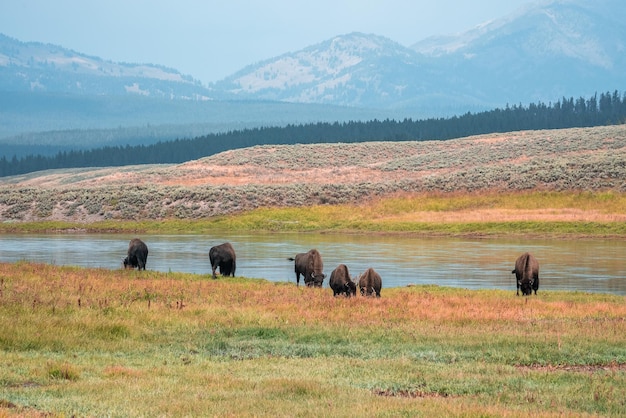 Amazing Things to Do in New Buffalo, Michigan