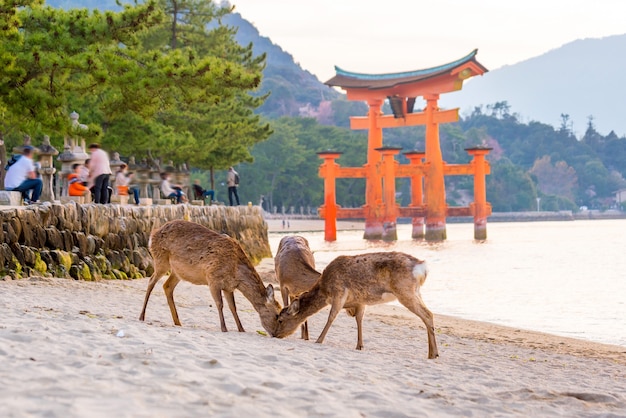 Top Things to Do in Hiroshima
