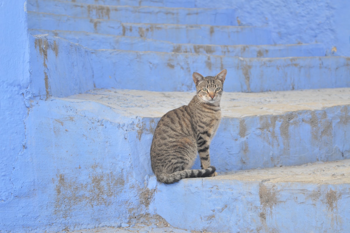 Μετασχηματισμός του τουρισμού του Αγίου Κιτς: Kitts: Μια νέα κατεύθυνση προς τα εμπρός