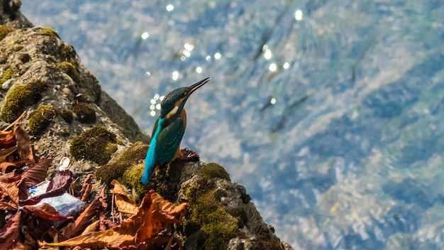 Delving into the Depths of Kingfisher: A Commentary on Rozie Kelly's Debut