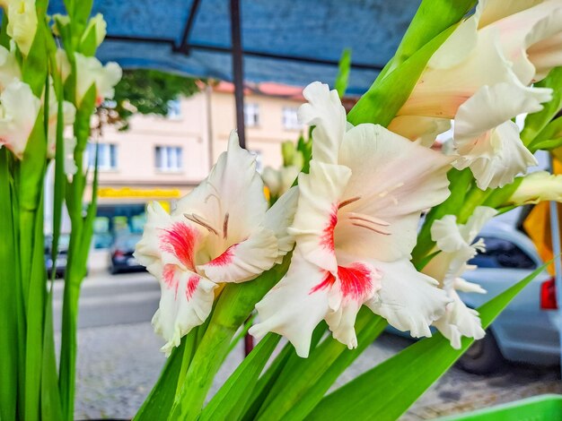 Lilium to Build Florida Hub for Electric Flying Taxi Network