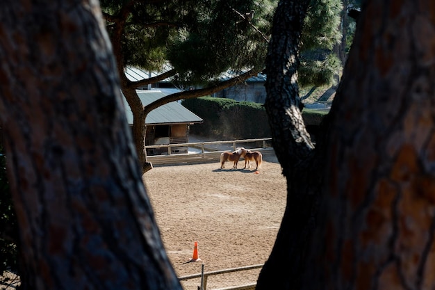 Discover the Top Luxury Horse Retreats Globally for