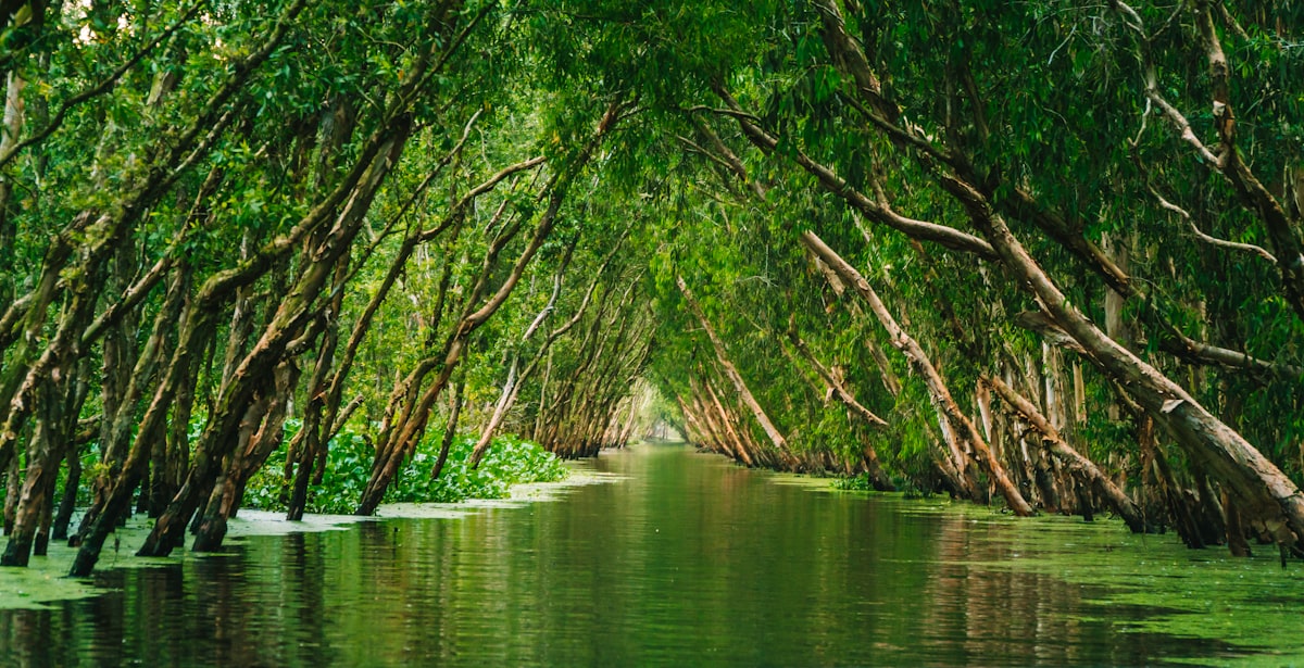 Innovations in Mekong Delta Tourism: The Role of Private Ventures