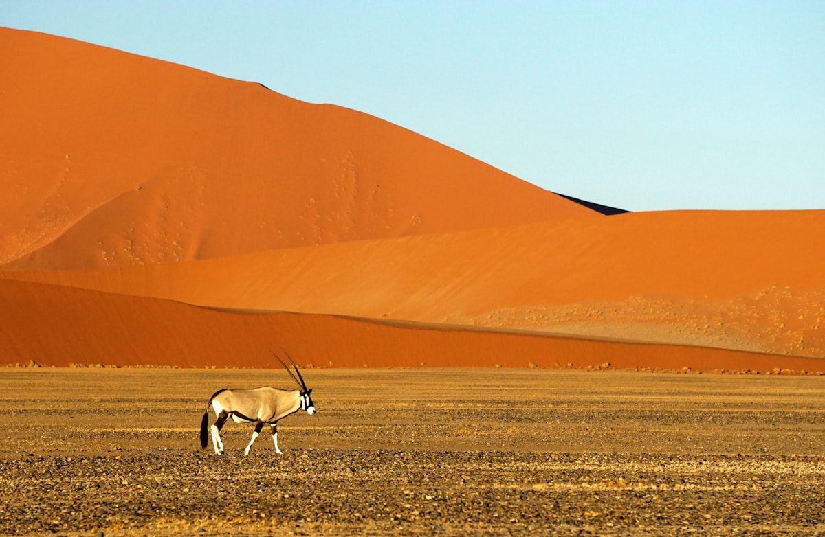 Is Namibia Safe to Travel? Understanding Your Safety in Namibia