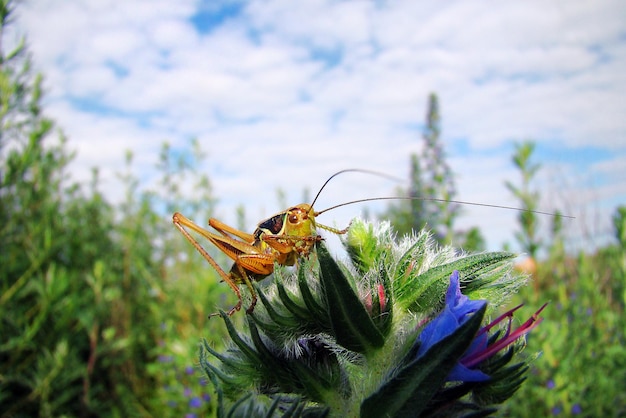 The Fascinating World of Insects: Beauty and Adaptation