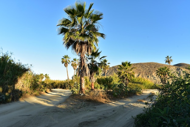 Things to Do in Palm Desert: Explore the Best Attractions