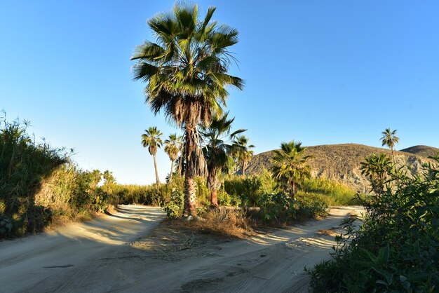 Things to Do in Palm Desert: Explore the Best Attractions