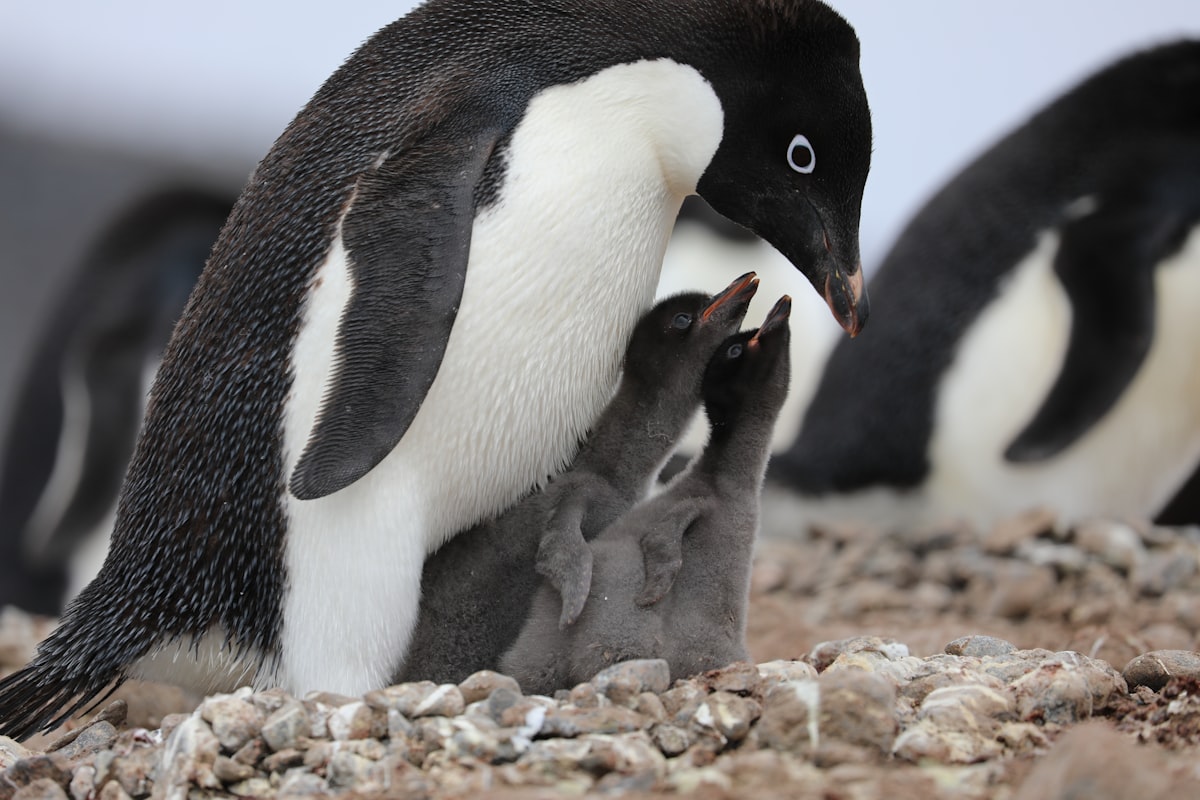 The Remarkable Evolution of Penguin, Tasmania: 150 Years of Pride