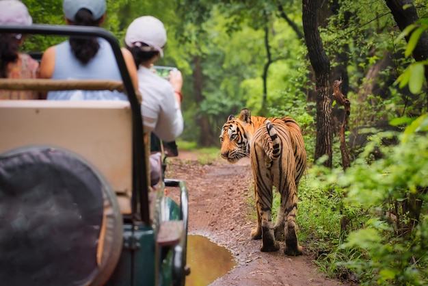 A New Era of Tiger Safaris Begins at Ramgarh Vishdhari Tiger Reserve