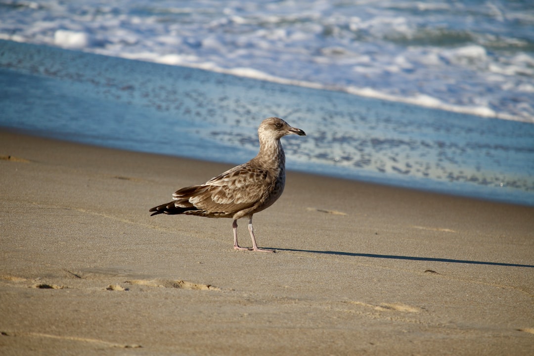 Discover Amazing Things to Do in Rehoboth Beach