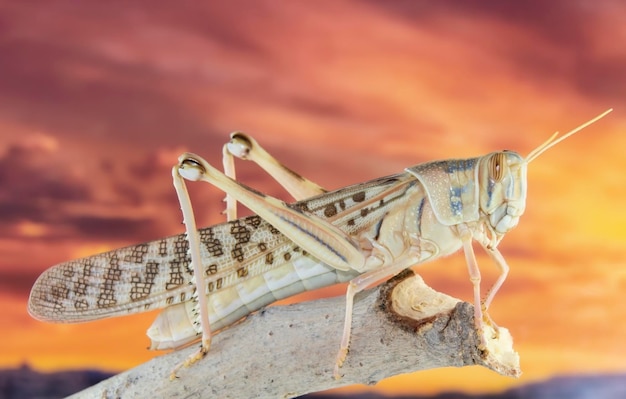 Mantis Expands Gulf Presence with Basiqat Resort Launch Near Riyadh