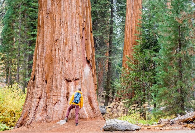 Top Things to Do in Sequoia National Park
