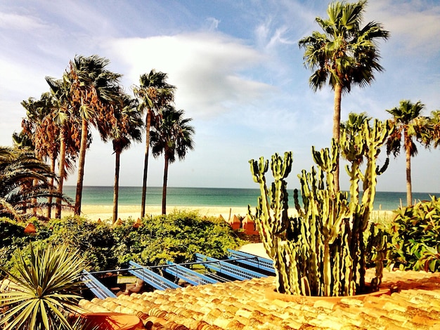 Explore Amazing Things to Do in South Padre Island