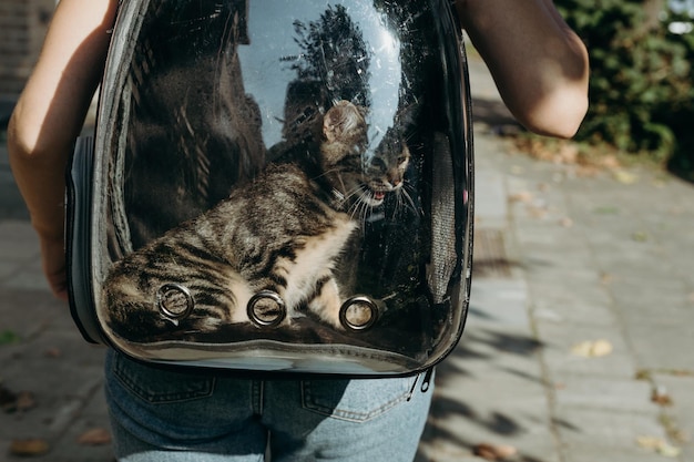 キューバの観光地における犬猫の遺棄問題