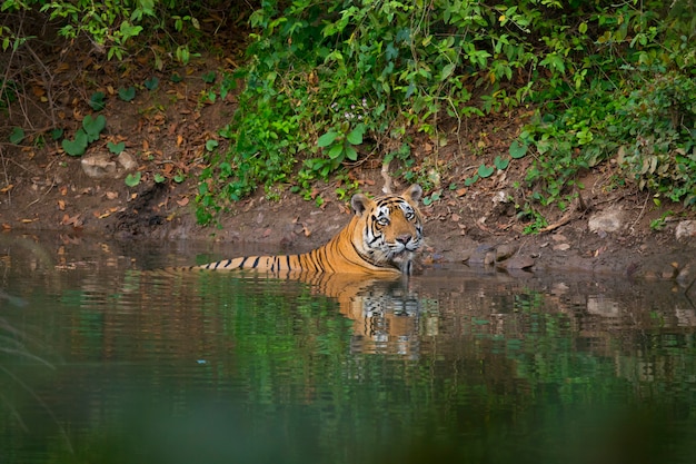 Тигровий заповідник Сундарбанс залишиться закритим для туристів до серпня 2025 року