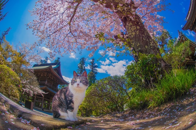 Explore Amazing Things to Do in Nara