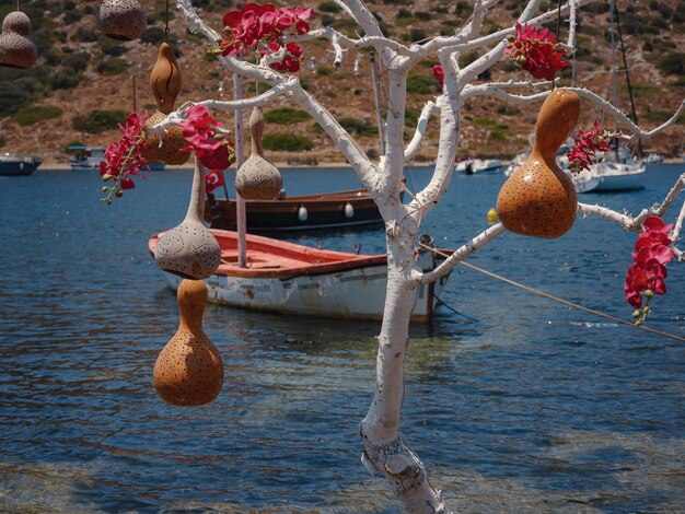 Turkey's Hidden Cherry Treasure: A Sweet Travel Delight