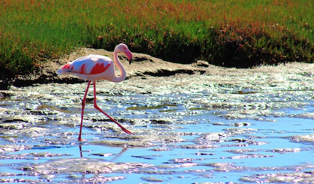 Unusual Things to Do in Clearwater, Florida: Unique Experiences Await