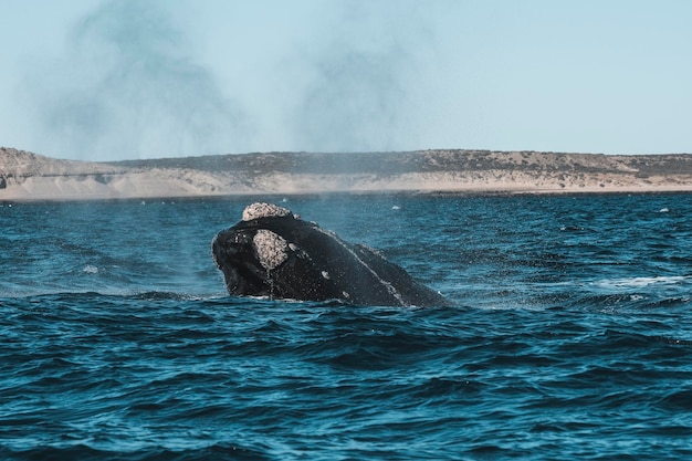 Whale and Hermanus Tour - Best Whale Watching Experience in