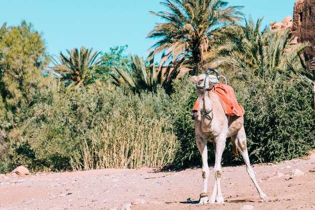 12-Day Morocco Tour - The Ultimate Marrakech, Fez & Sahara Itinerary