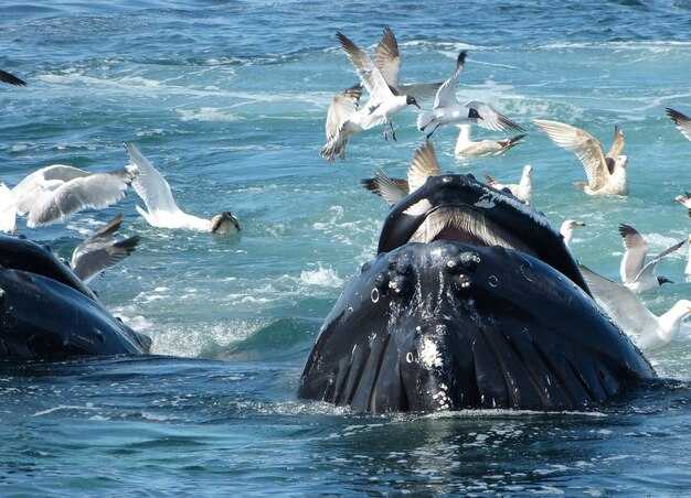 On-tour details: boat options, viewing points, and wildlife etiquette