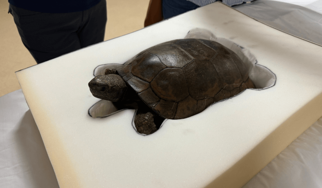 السلحفاة السنجابية تخضع لفحص طبي متقدم في فروست ساينس