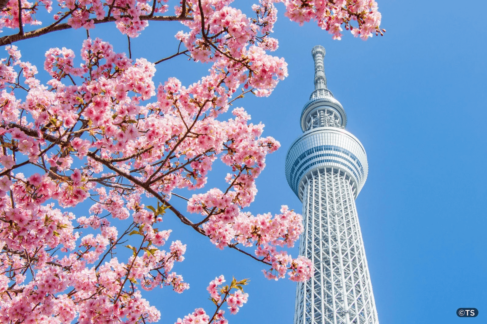 Discover the Wonders of TOKYO SKYTREE: An Essential Stop for Travelers