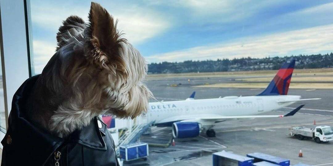 Delta Air Lines Leads the Way as the Premier Pet-Friendly Airline in the US