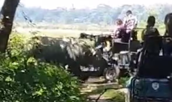 Chilling Encounter as Rhino Attacks Safari Jeep in India