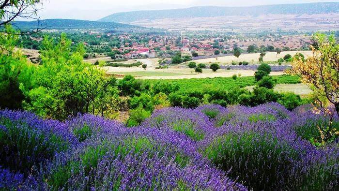 Discovering Kuyucak: Turkey's Enchanting Lavender Haven