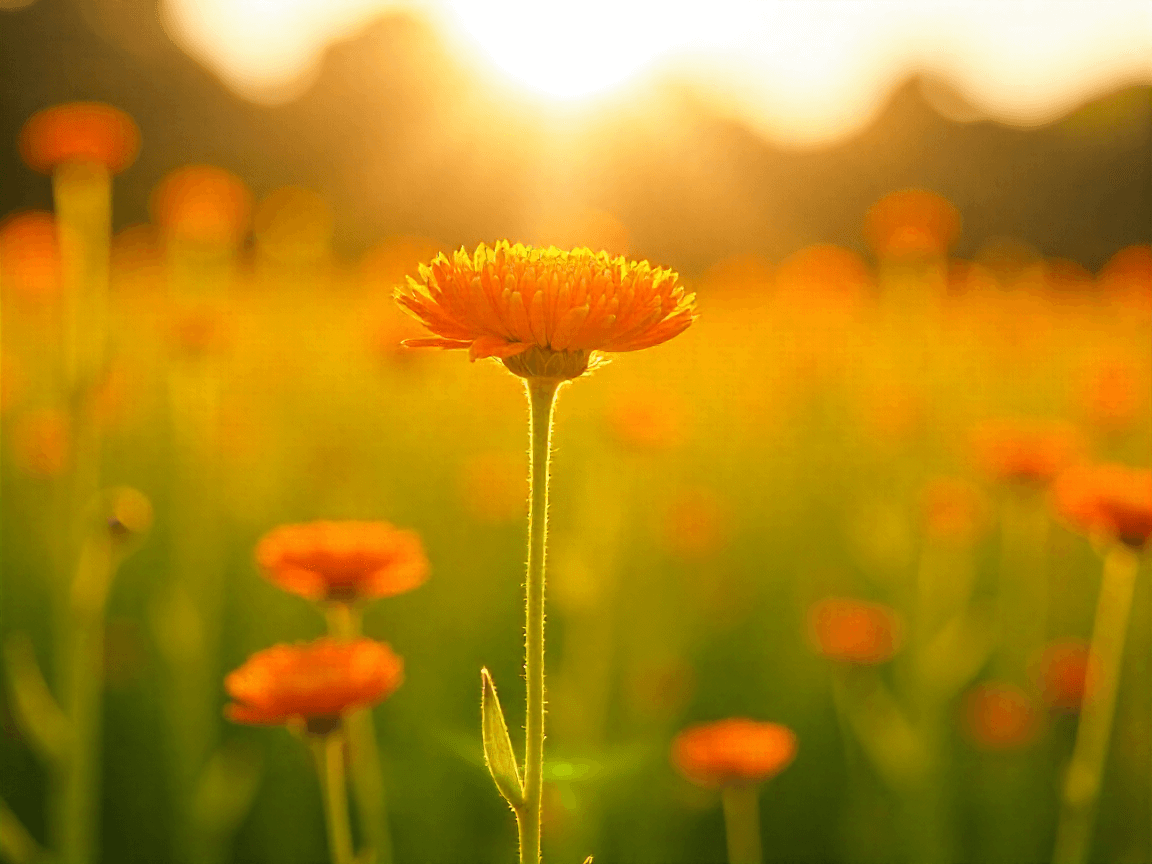 Unlocking the Secrets of Lady's Bedstraw and Its Diverse Applications