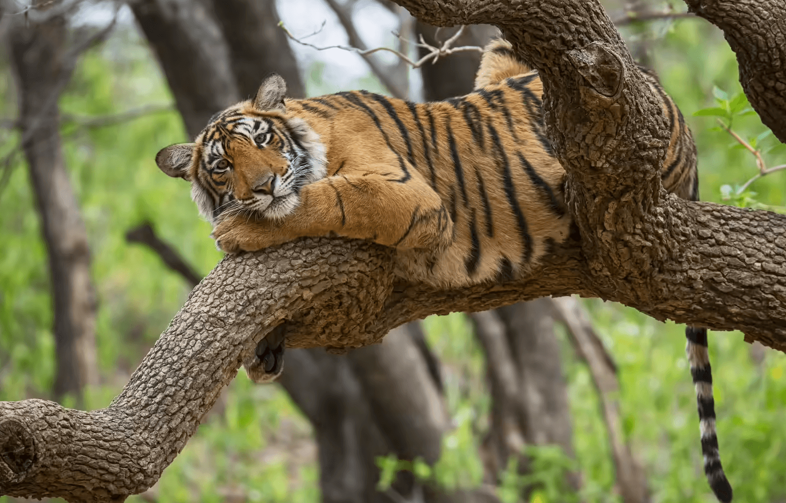 Haryana's Jungle Safari Project: Transforming Tourism and Conservation