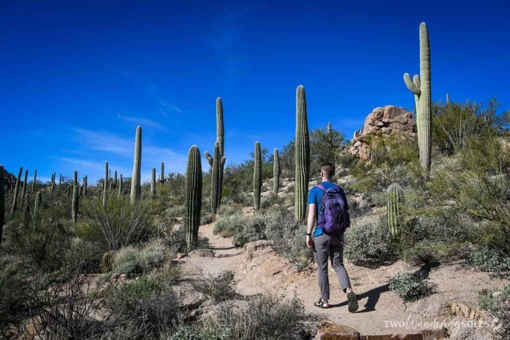 Exciting Things to Do in Tucson