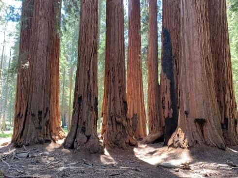 The Best Time to Visit Sequoia National Park