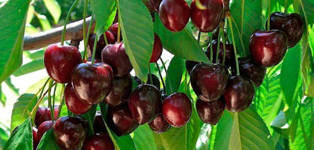 Turkey's Hidden Cherry Treasure: A Sweet Travel Delight