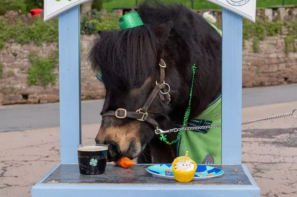 Patrick the pony: A Local Legend Redefines Drinking Habits